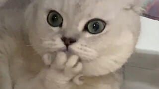 “ 震惊猫咪一千年 ”