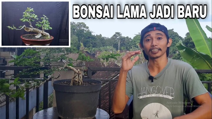 Bonsai Lama Jadi Baru