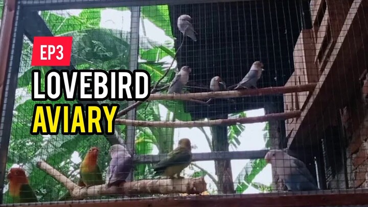 LOVEBIRD SOUNDS, LOVEBIRD AVIARY INDONESIA EP3