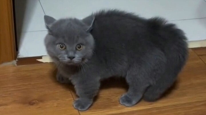 “当你忘记了给小猫开门后~”