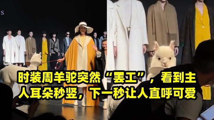 ระหว่างสัปดาห์แฟชั่น ลามะเกิด "หยุดงาน" ขึ้นมาอย่างกะทันหัน พอเห็นเจ้าของก็รีบหูตั้งทันที วินาทีถัดม