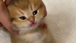 Anak ini sama sekali tidak mirip ibunya.