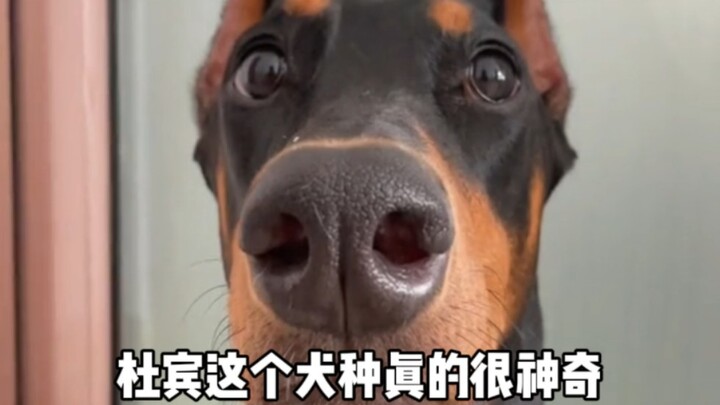 Tuổi còn nhỏ vậy mà đã có hai bộ mặt