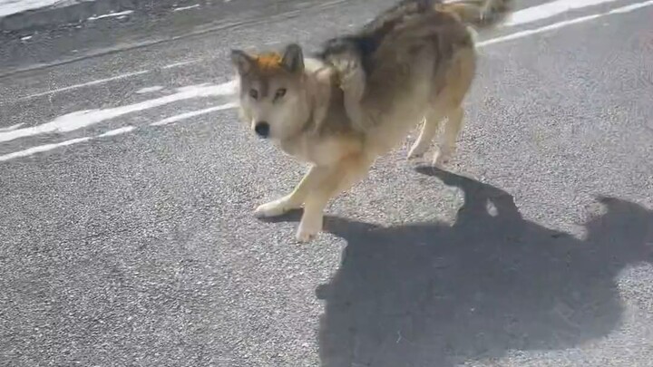 Update on the Kekexili Internet-Famous Wolf: Although traffic has decreased, the internet-famous wol