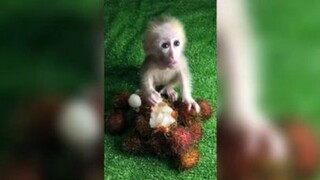 ลิงกินลิ้นจี่ได้นะ#น่ารัก #สัตว์