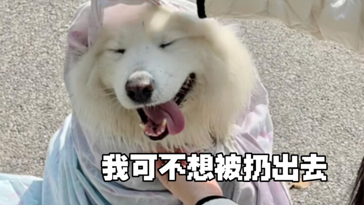 Đã đóng gói xong, mình sẽ bốc thăm ngẫu nhiên một cửa hàng thú cưng may mắn để gửi đến đấy!