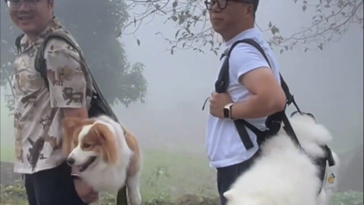 The dog god resides in the heart of every owner who willingly gives their all.