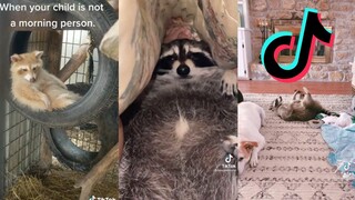 Tiktoks That Will Steal Your Heart - Raccoon Side of TikTok #4