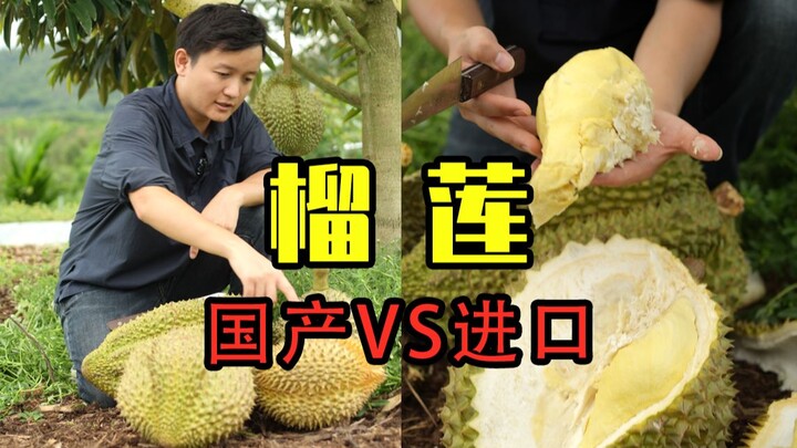 【水果猎人】临时举办一场榴莲小型友谊赛