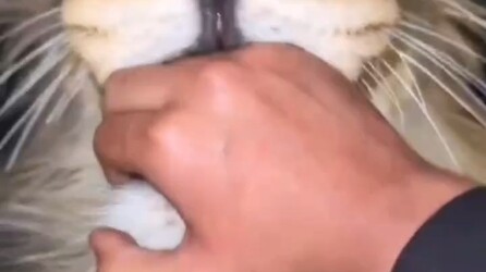 Kucing kecil agak bandel nih