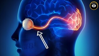 Bộ Não Khiến Chúng Ta Sống Chậm Hơn Thực Tế 15 Giây + 12 Sự Thật Khó Tin Về Cơ Thể  #kienthuc