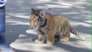 [Hewan] Harimau kecil yang bertingkah seperti kucing