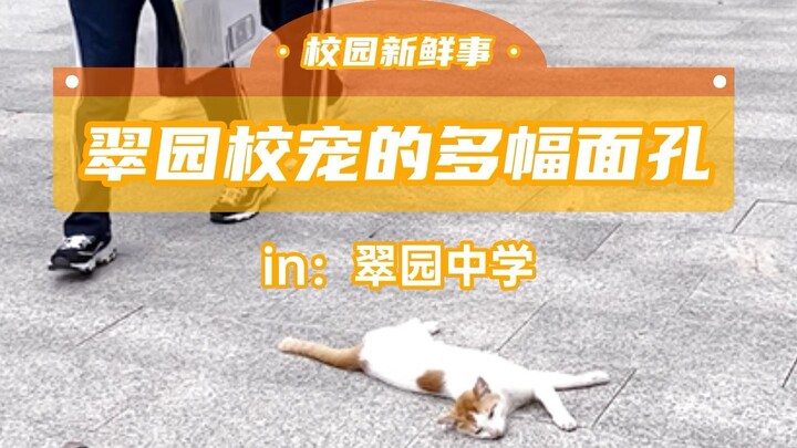 校霸有多少幅面孔，翠园的同学们说……