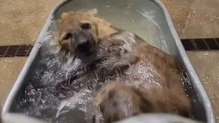 Fully Automatic Drum Self-Cleaning Hyena