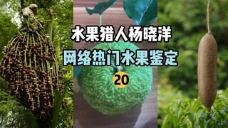 【水果猎人】网络热门水果鉴定20
