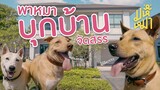 (EN) พาหมาหมดบ้าน บุกบ้านจัดสรร เล่น Dog Challenge - มหึหมา EP128