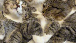 السعادة هي أن تلتصق بثلاثة إسفنجيات بحر عطرة.