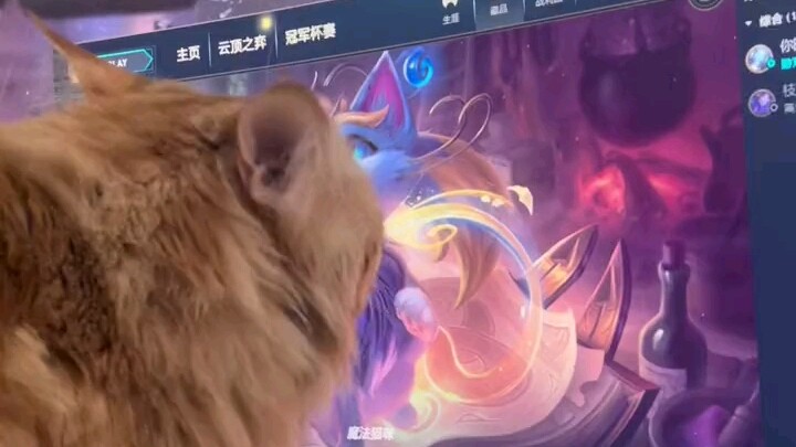 【ملك السيف والقديس الخنفساء】إذا لم يكن الحب حقيقيًا، فمن سيقبل أن يصبح مجرد لاحقٍ مطيع للقطط؟