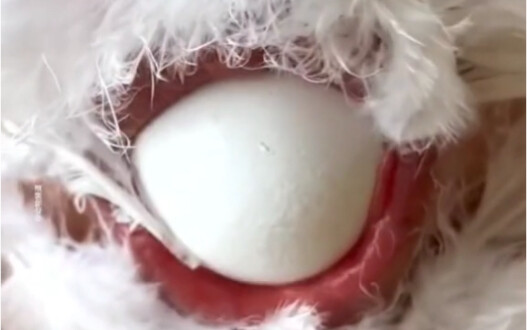 لحظة مضحكة #الدجاجة تبيض