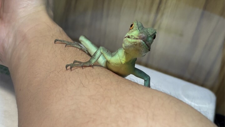 A clingy lizard…