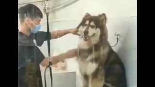 Tôi sớm muộn gì cũng cười chết trên Taobao