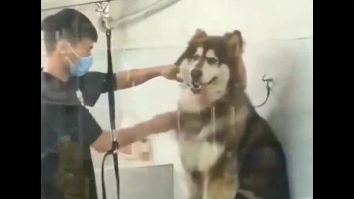 I'll end up laughing my head off on Taobao sooner or later.