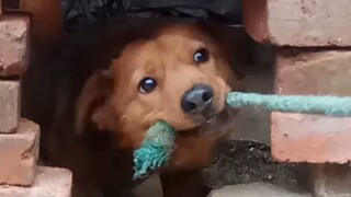 Kéo co với cún