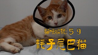 这猫还是个小屁孩儿，但生存之道被它琢磨的透透的了