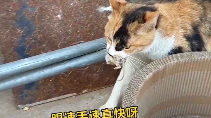 Chú mèo tận tâm nhất toàn mạng đã bắt đầu nhiệm vụ bắt chuột rồi