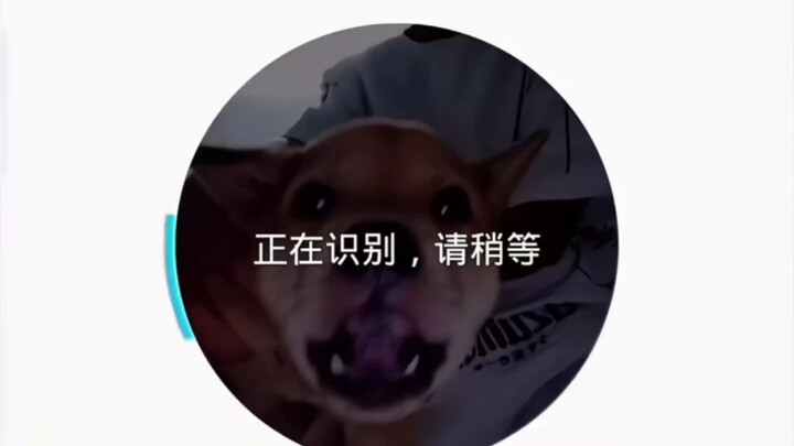 สุนัขมาสแกนใบหน้า