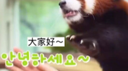 # تعيش حيوانات حديقة أيباو في جو من الحب، ويحتفل بها موظفو الرعاية بتحضير كعكات خاصة في أعياد ميلاده