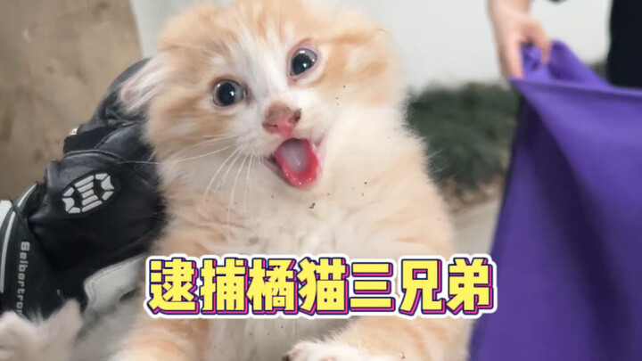รู้สึกมืออาชีพก็โหวตเลย