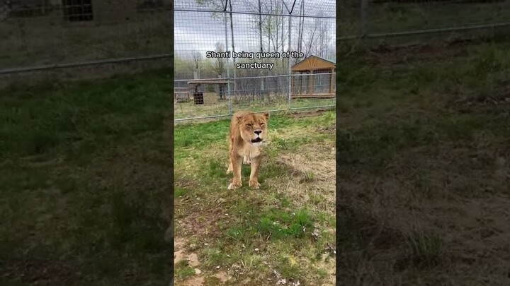 Ah, the struggles of being queen#SpotlightAPI #lion #bigcat #queen #kimk #sanctuary #shorts