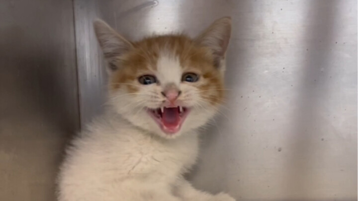 نفق التهوية النادر للبقرة يكشف عن هرّ صغير جديد!