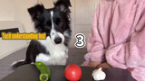 Bonding test between owner and doggo