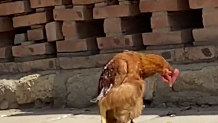 Wandering Chicken?
