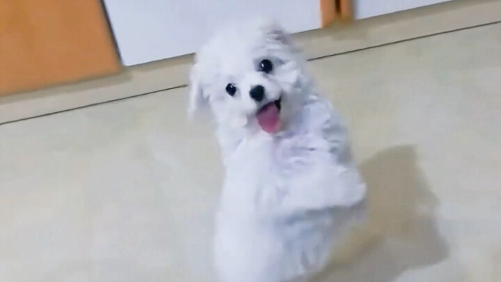 ลูกอยากได้ลูกสุนัข ครั้งแรกก็ได้มาเลย