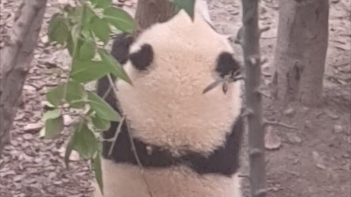 【Giant Panda Hehua】Hehua is practicing climbing trees when, right in front of her, Aijiu scrambles u
