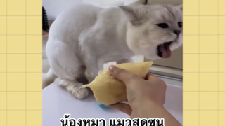 เพื่อนตัวน้อย สัตว์เลี้ยงแสนซน : น้องหมา แมวสุดซน