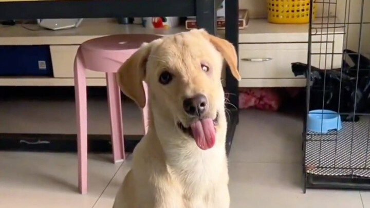 The young man accidentally filmed the dog mom biting her own puppy, so…!