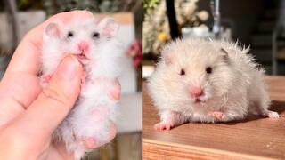 "Sự tiến hóa" của chú chuột hamster xấu xí