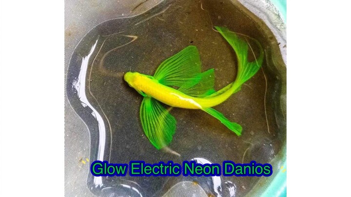 Glo