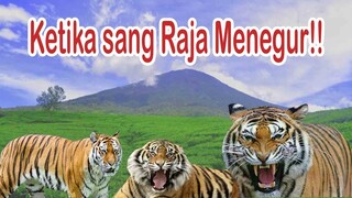 Penyebab Harimau Turun Dari Gunung di Sumatera