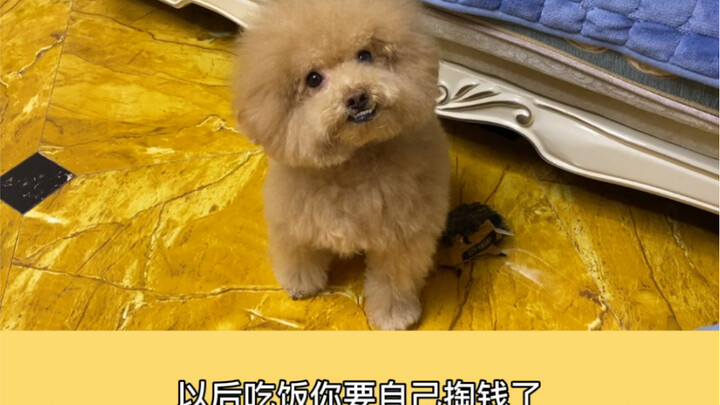 Jerry’s Reaction When I Said I Was Throwing Toutu Away