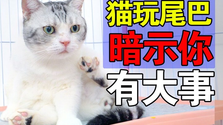 Cat suddenly starts chasing its tail—something big’s about to happen! Don’t look away 【Shizi Jun】