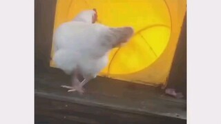 funny hen