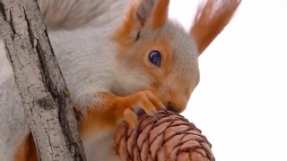 Melihat tupai merah mengunyah biji pinus dari dekat, bermain di salju...