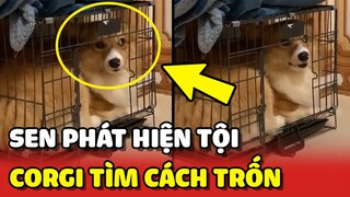 Corgi mập TẨU THOÁT bằng mọi cách khi bị Sen phát hiện mình CẮN DÉP 😂 | Yêu Lu