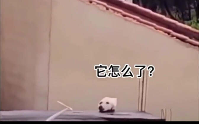 لقد عمي بصرُ كلبي!