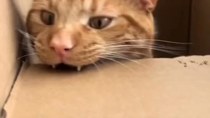 Ông trời sẽ trừng phạt mọi chú mèo lắm mồm đấy 👻